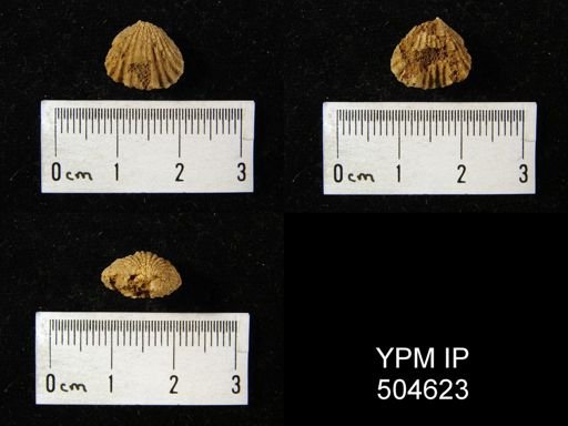 Rhynchotrema