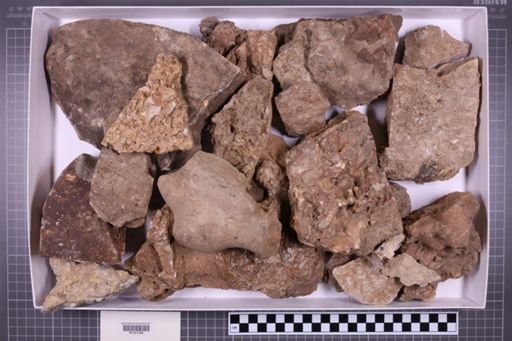 mixed taxa, stratigraphic collection