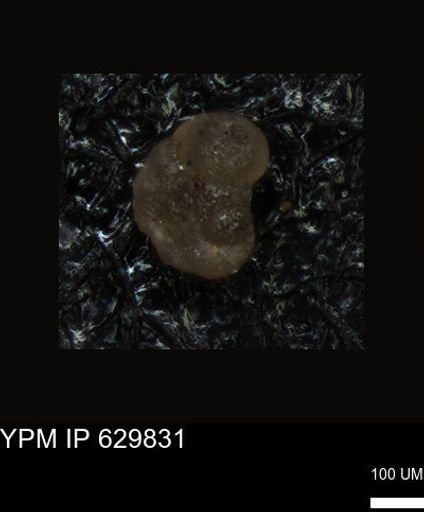 undet. Foraminiferida