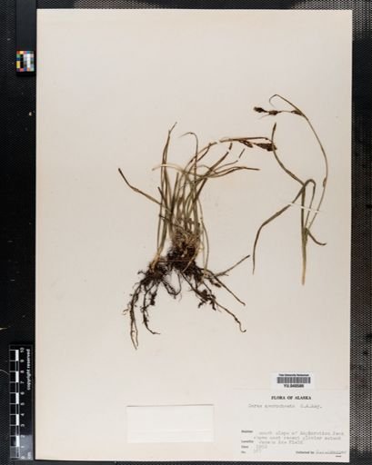 Carex