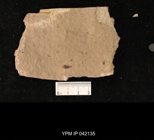 undet. Hymenoptera