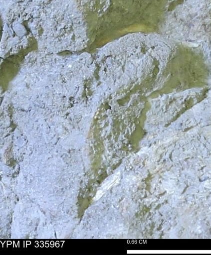 undet. Mollusca