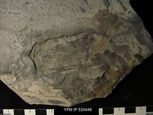 undet. Eurypterida