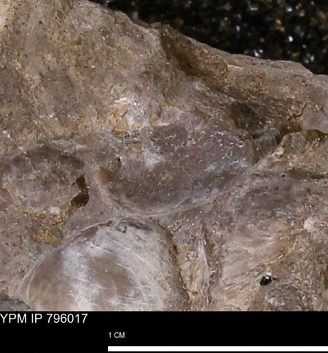 undet. Bivalvia