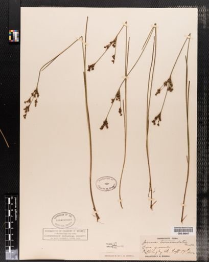 Juncus brevicaudatus