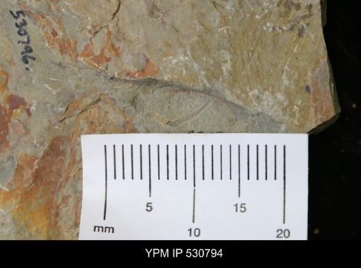 undet. Stylophora