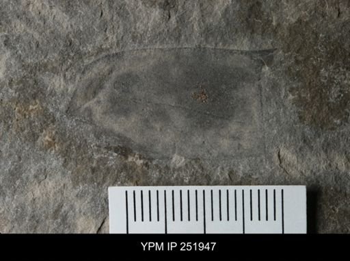 Eurypterus sp.