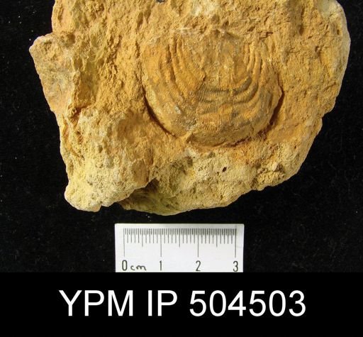 Leptaena sp.