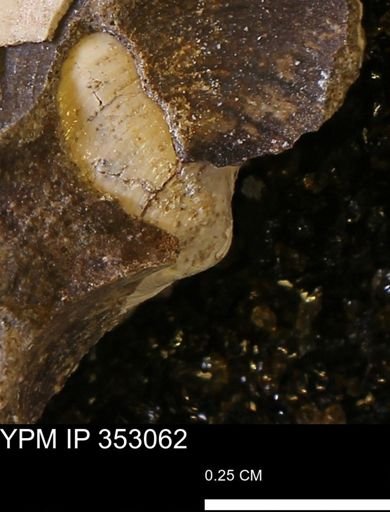 Limopsis striatopunctatus