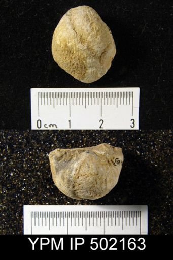 Productus ovatus?