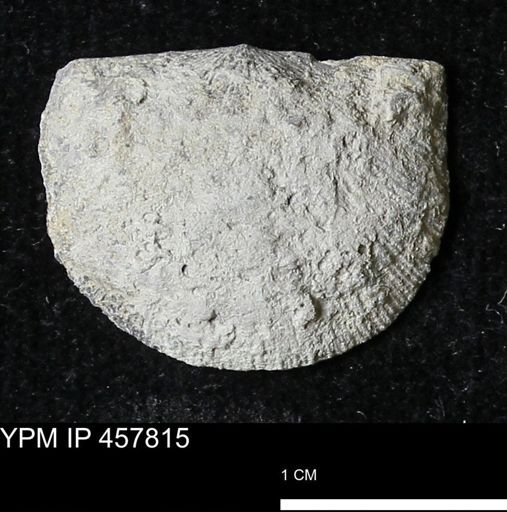 Strophodonta sp.