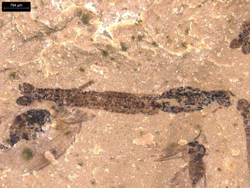 taxon undetermined