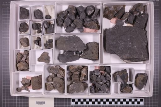 mixed taxa, stratigraphic collection