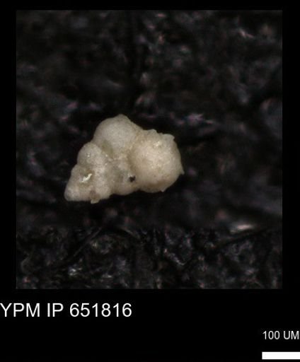 undet. Heterohelicidae