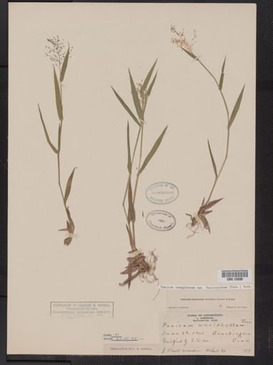 Panicum lanuginosum