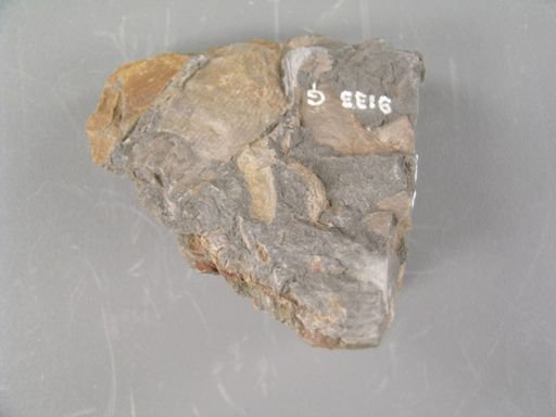 Sphenozamites robustus