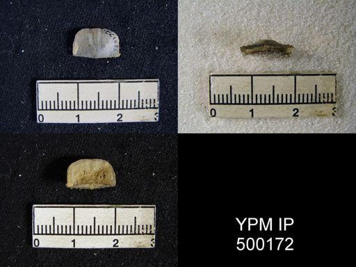 Mesolobus mesolobus decipiens