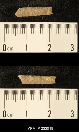 Archaeocidaris sp.