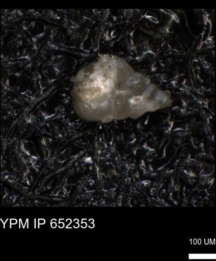 undet. Heterohelicidae
