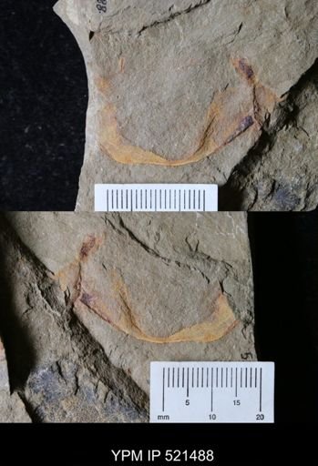 Problematica