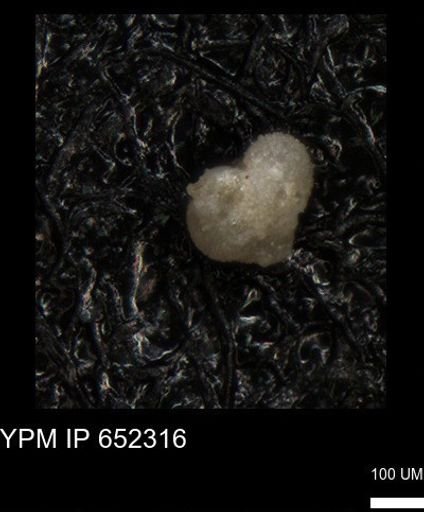 undet. Foraminiferida