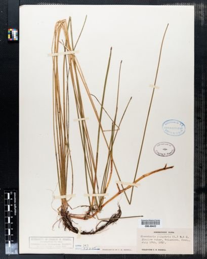 Eleocharis palustris