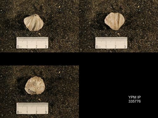 Enteletes hemiplicata