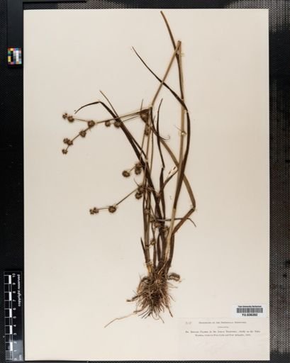 Juncus