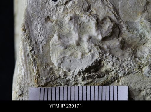 Dinotocrinus salteri