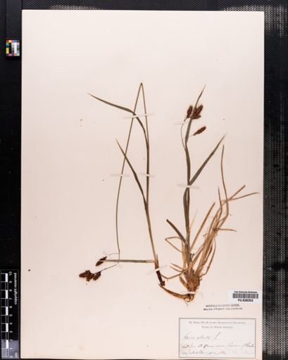 Carex