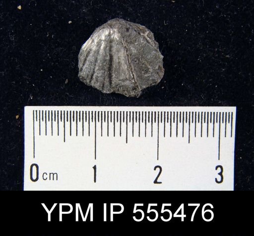 Spirifer cameratus