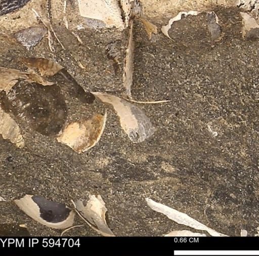 Protocardia sp.