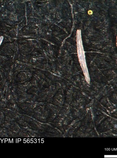 undet. Porifera