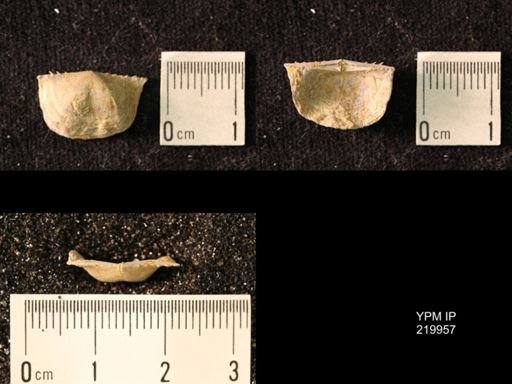 Chonetes sp.
