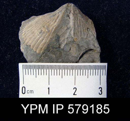 undet. Cyrtospiriferoidea