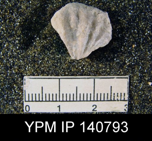Spiriferina (Punctospirifer) cristata