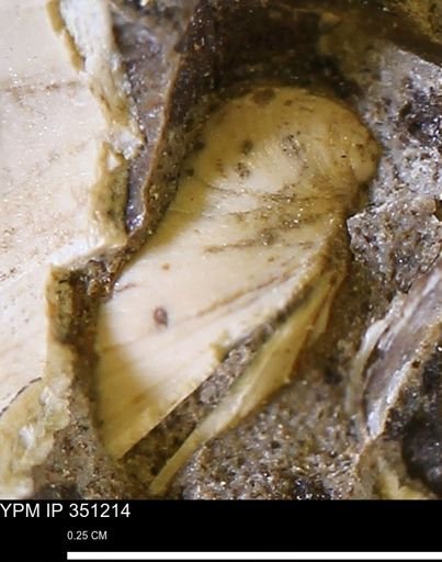 Limopsis striatopunctatus