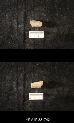 Orthoceras sociale