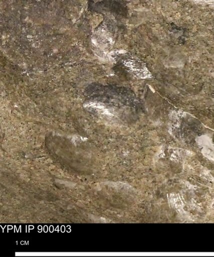 Anomia gryphorhyncha