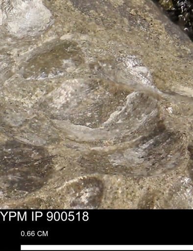 Anomia gryphorhyncha