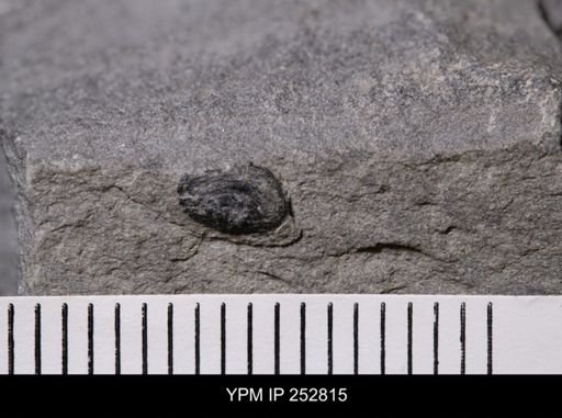 Paterina sp.