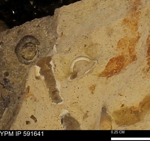 Serpulidae