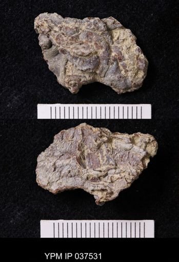 Pacifastacus chenoderma