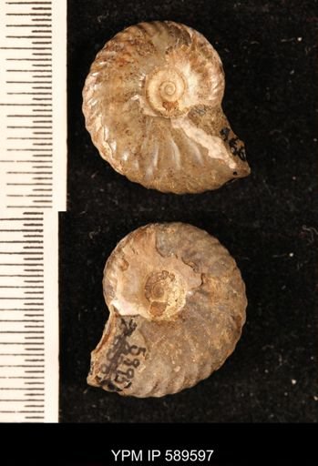 Hoploscaphites comprimus
