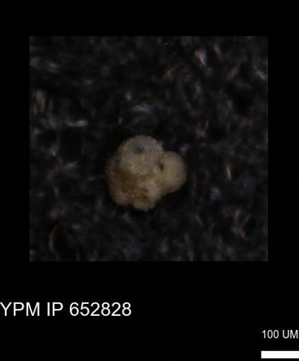 undet. Foraminiferida