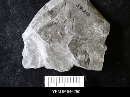undet. Eurypterida