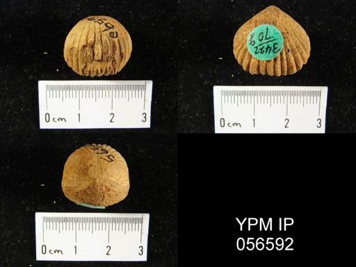 Uncinulus sp.