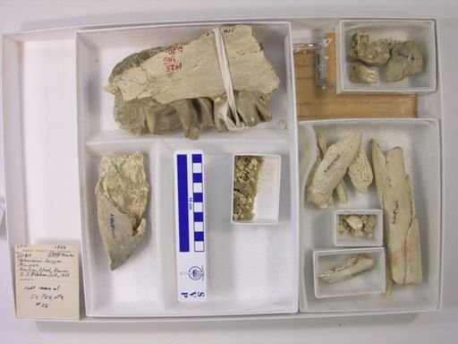 Teleoceras fossiger