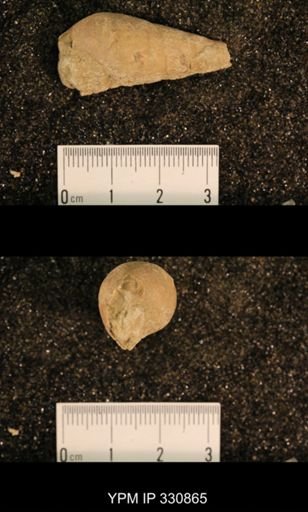 Meekospira peracuta choctawensis