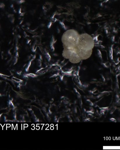 undet. Foraminiferida